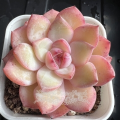 Echeveria 'Strawberry Almond' | Real & Unique