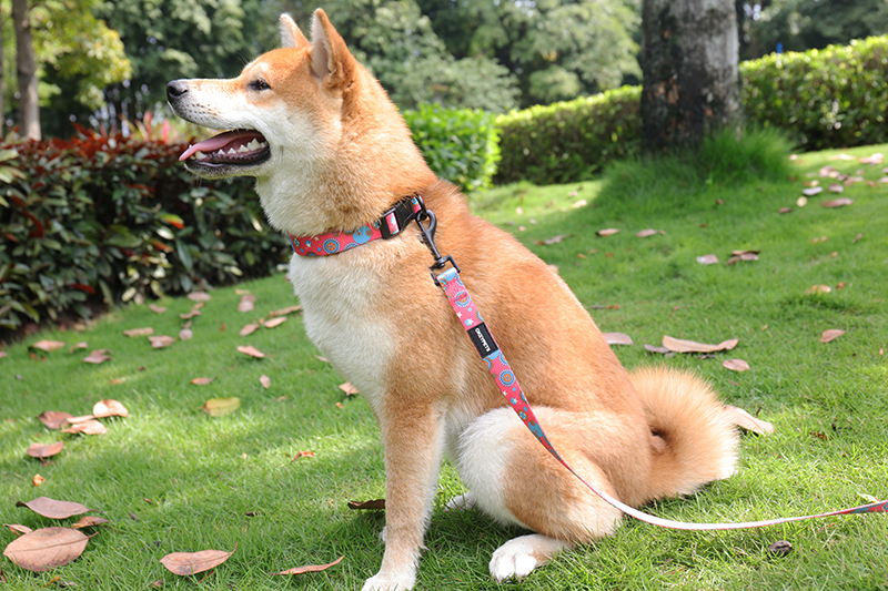 What are the best dog collars and leashes?