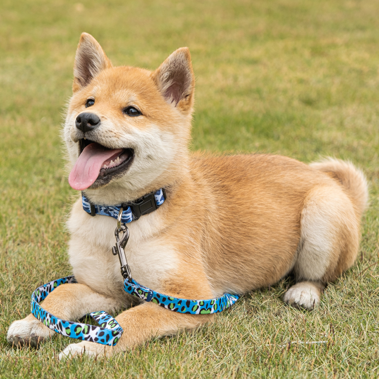 Dog Essentials: The Best Dog Leash For Your Dog