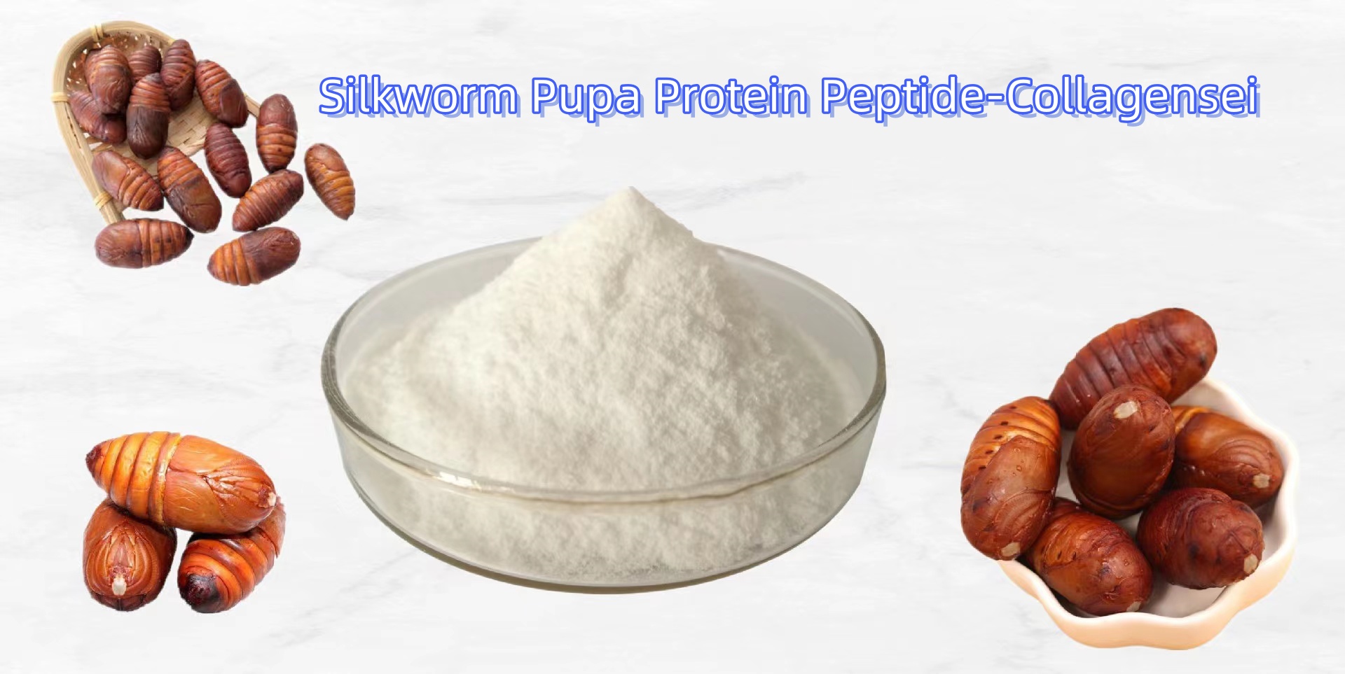 The bioactive power of silkworm pupa protein peptide