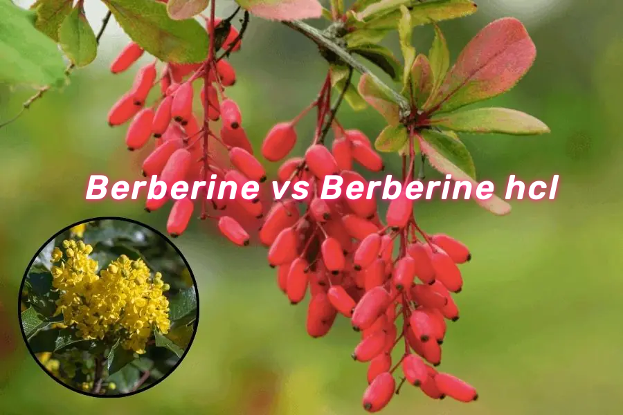 Berberine VS Berberine HCL