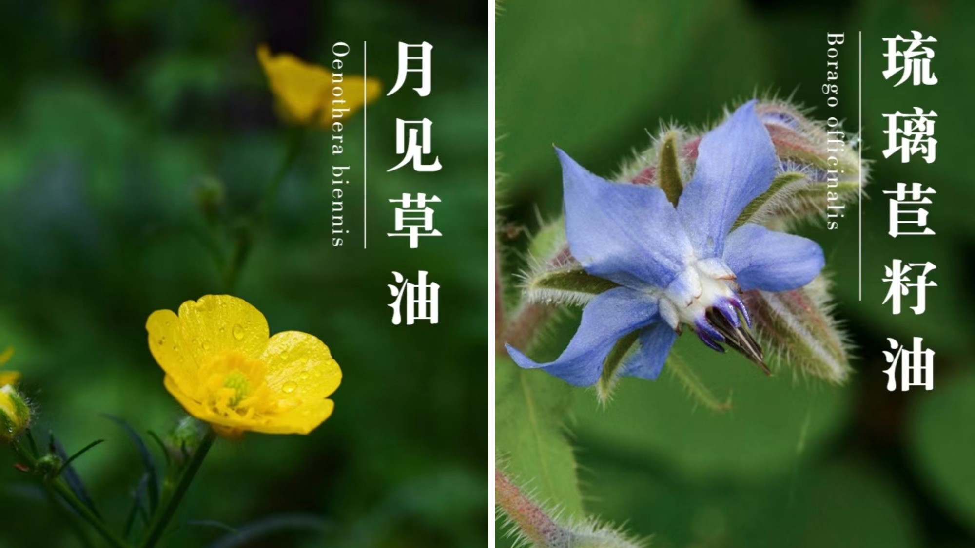 Evening primrose oil VS Borage oil