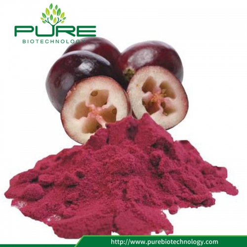 Cranberry Fruit Extract / 1% -40% Proanthocyanidine