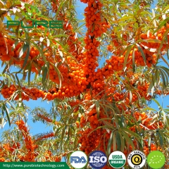 Baga de espinheiro mar orgânico / óleo de frutas