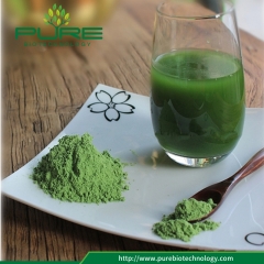 Pó Wheatgrass Orgânico