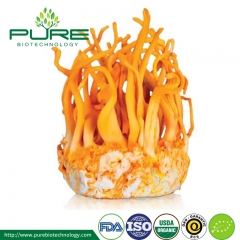 Cordyceps Militaris Orgânicos em Pó