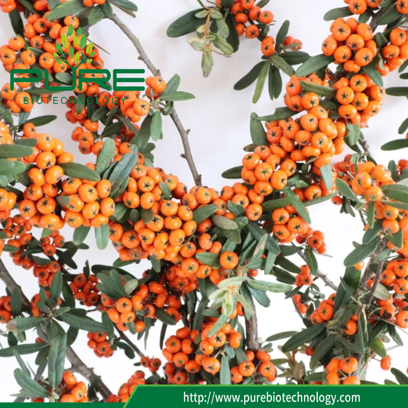 What is the difference between large fruit and small fruit sea buckthorn?