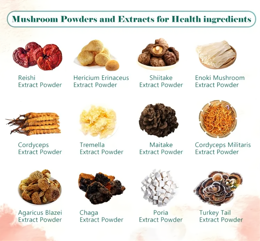 Unlock the Power of Superfood Mushroom Powders