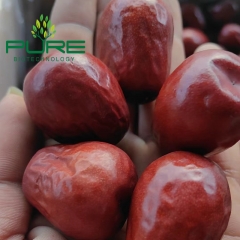 Red Jujube /Hotan Date