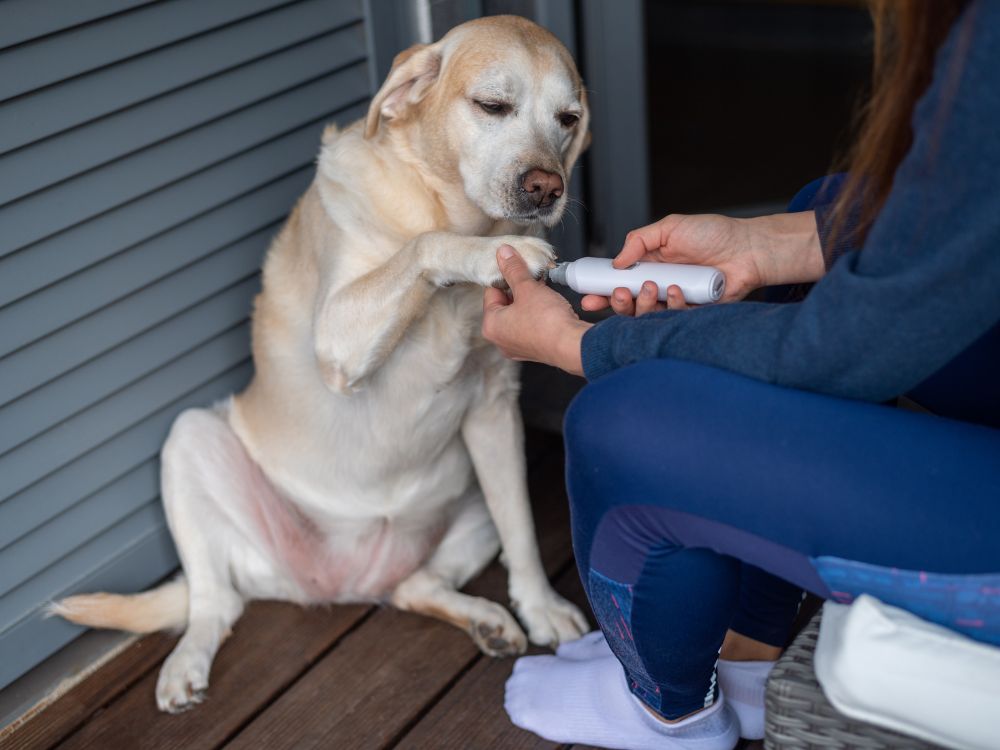 trapano per unghie per cani