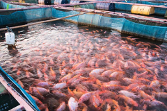 Fish Farm