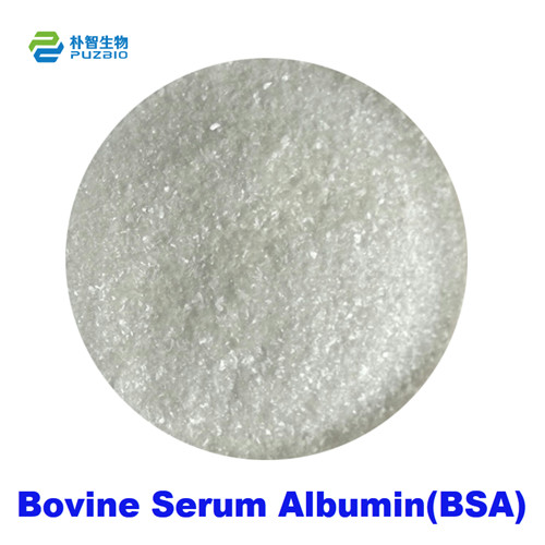 Bovine Serum Albumin BSA