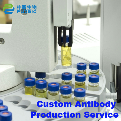 Custom Antibody Production Service