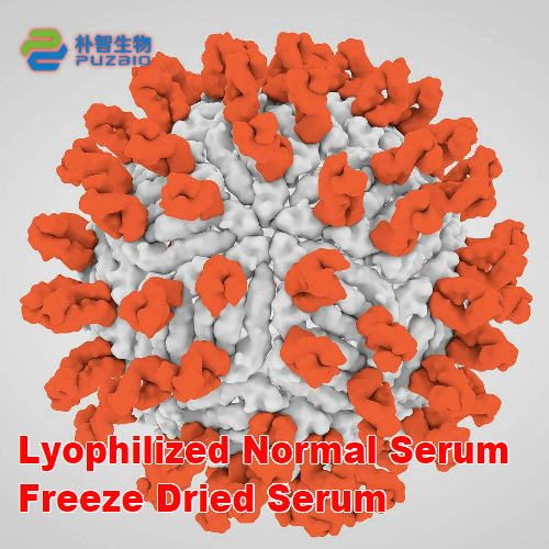 Lyophilized Normal Serum Freeze Dried Serum