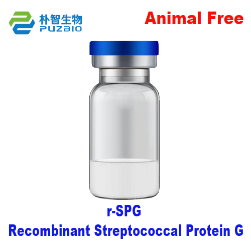 Recombinant Streptococcal Protein G, r-SPG