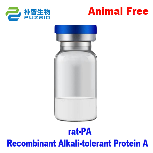 Recombinant Alkali-tolerant Protein A rat-PA