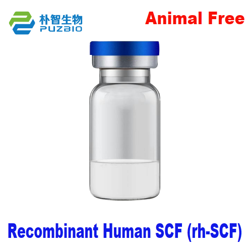 Recombinant Human Stem Cell Factor Recombinant Human SCF (rh-SCF)