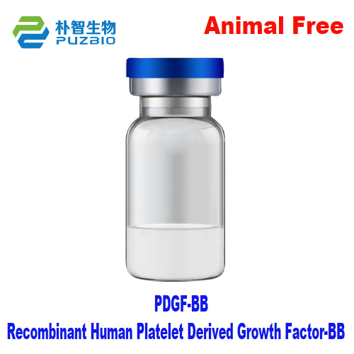 Recombinant Human Platelet Derived Growth Factor-BB (PDGF-BB)