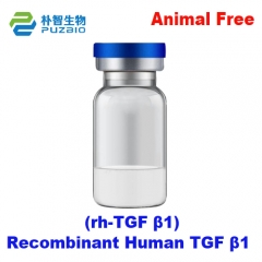 Recombinant Human TGF β1 (rh-TGF β1)