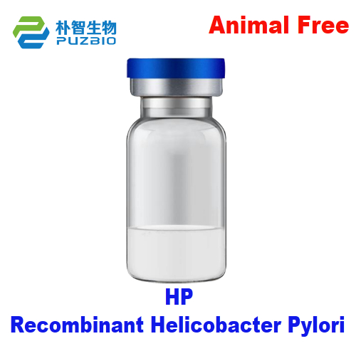 Recombinant Helicobacter Pylori (HP) Antigen