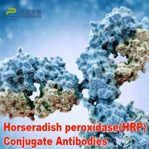 Horseradish peroxidase(HRP) Conjugate Antibodies