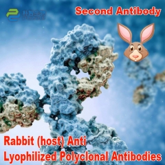 Rabbit(Host) Anti Lyophilized Secondary Antibody P...