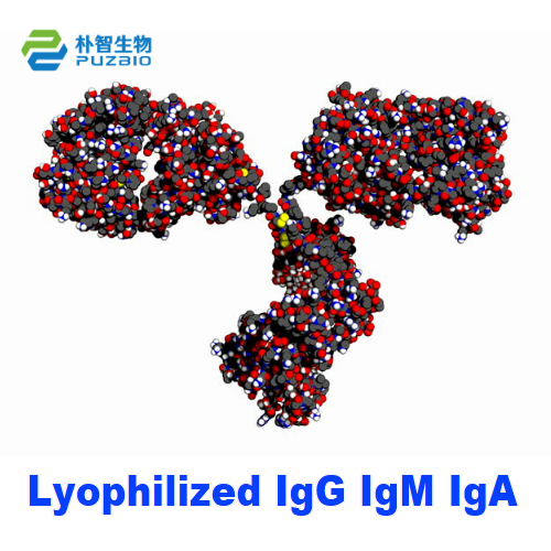 Lyophilized IgG IgM IgA Immunoglobulin G A M