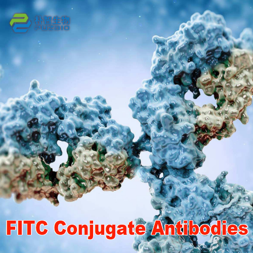 FITC Conjugate Antibodies