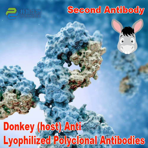Donkey (Host) Anti Lyophilized Secondary Antibody Polyclonal
