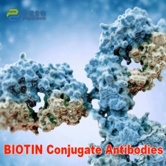 BIOTIN Conjugate Antibodies