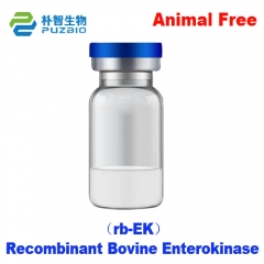 Recombinant Bovine Enterokinase （rb-EK）