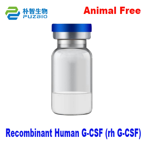 Recombinant Human Granulocyte-Colony Stimulating Factor Recombinant Human G-CSF (rh G-CSF)