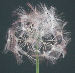 New Design Ethereal Style Artificial Plastic Dandelion Flower Grass