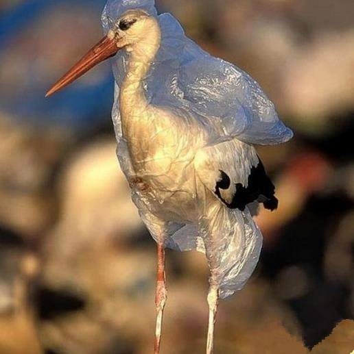Plastiktütenverschmutzung gefangene kleine Tiere