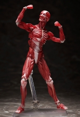 (Pre-order) FREEing figma Human Anatomical Model