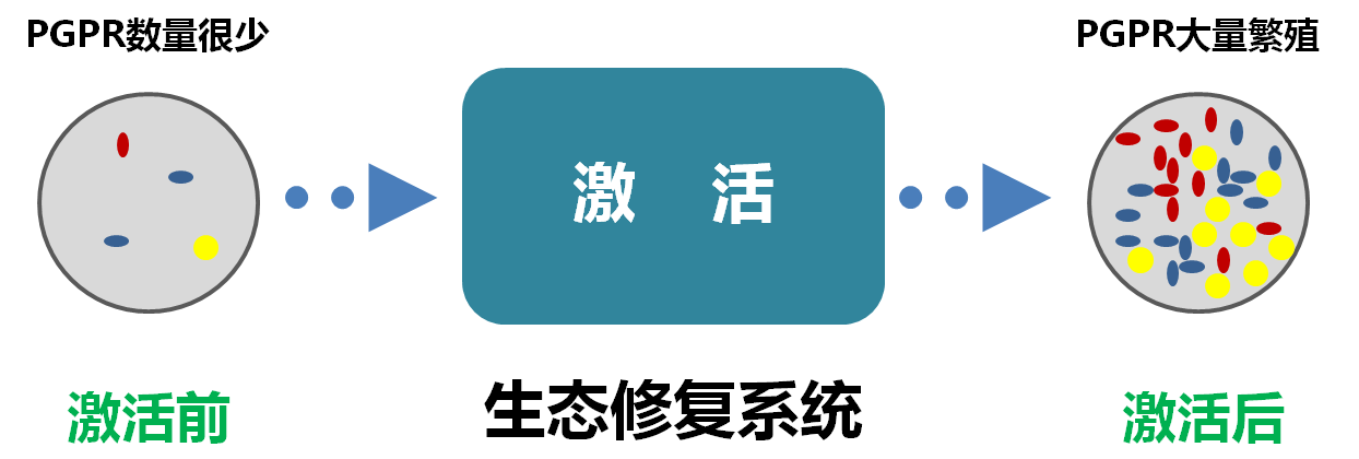 原位选择性激活PGPR（根际促生菌）生态修复技术