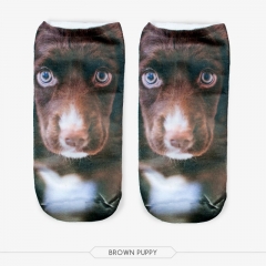 socks brown puppy