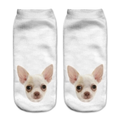 socks beige chihuahua puppy head