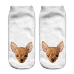 socks ginger chihuahua puppy head