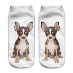socks brown chihuahua puppy