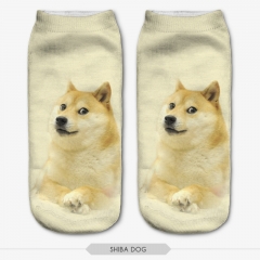socks shiba dog