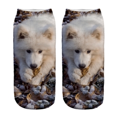 socks northern sleed dog