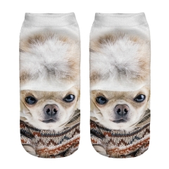 socks eskimo puppy