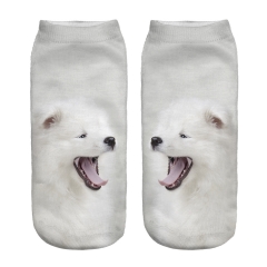 socks happy samoyed