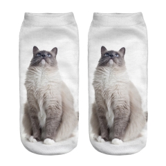 socks ragdoll