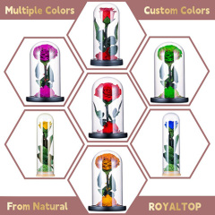 Real Preserved Roses in Glass Dome