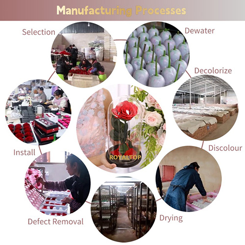 Eternal Rose Gift for Women