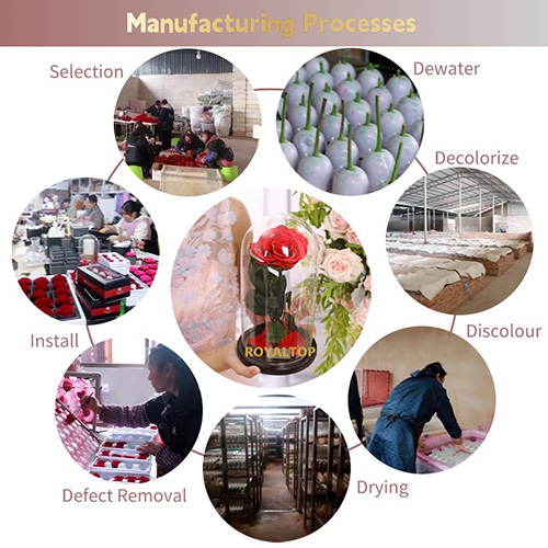 Eternal Rose Gift for Women