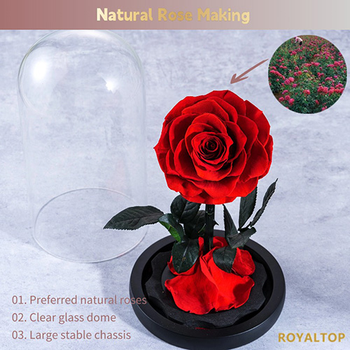 Real Preserved Roses in Glass Dome