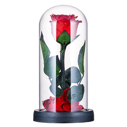 Real Preserved Roses in Glass Dome
